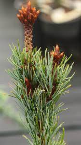 Japanese White Pine Blue Lou