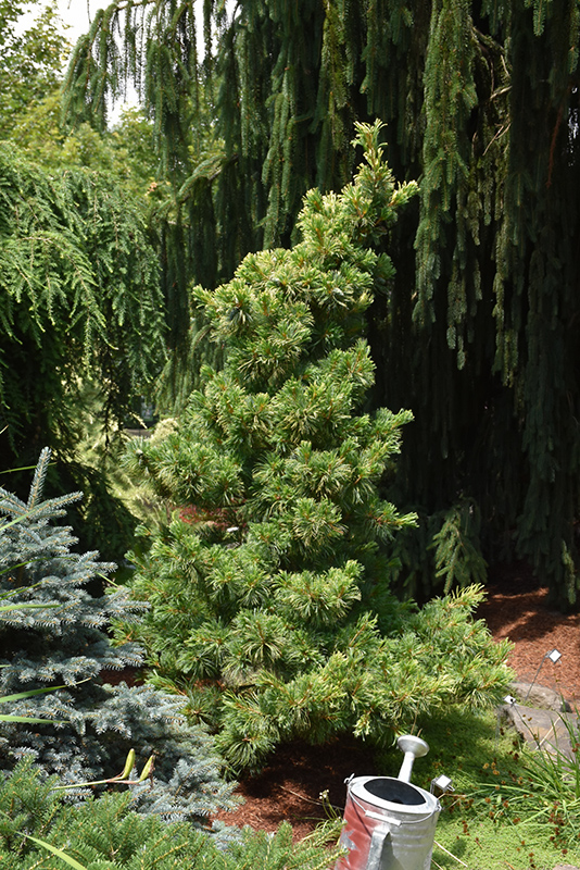 Japanese White Pine Goldilocks