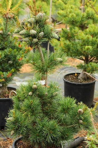 Japanese White Pine Shion