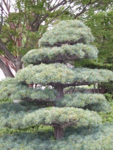 Japanese White Pine Shikoken