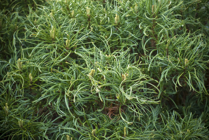 Eastern White Pine Vercurve