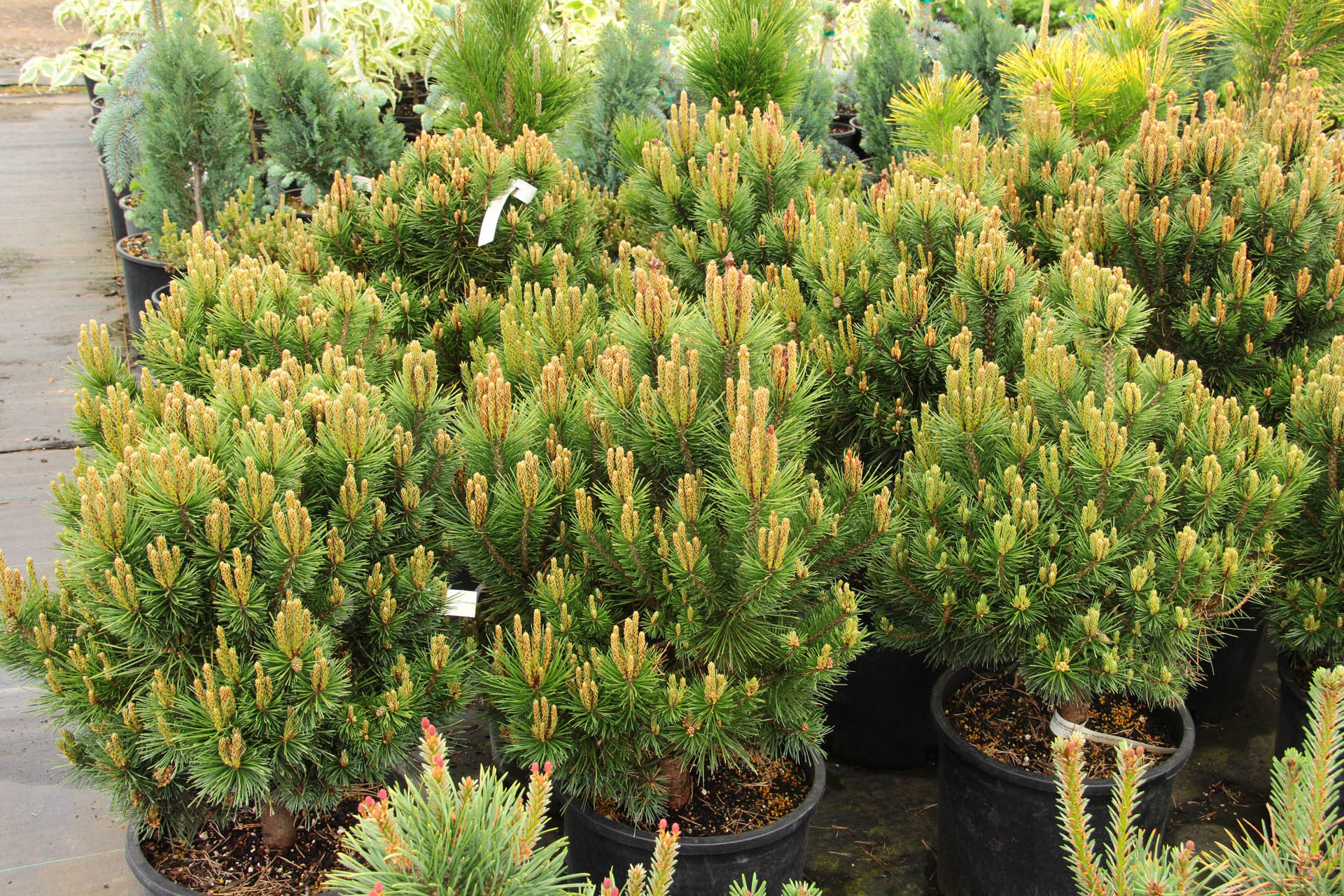 Scots Pine, European Redwood, Scotch Pine Kelpie
