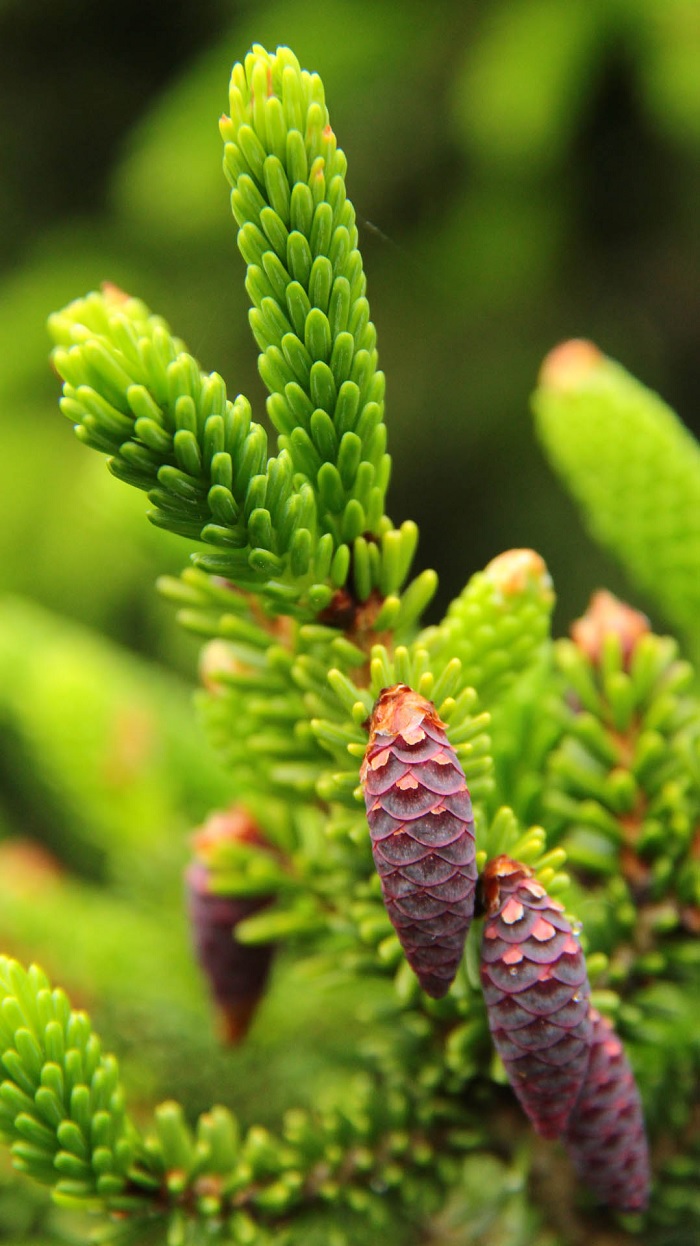 Oriental Spruce Nutans