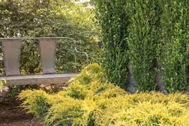 Juniperus, Chinese Juniper, Pfitzer Juniper MonSan