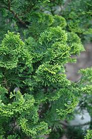Hinoki False Cypress Aurora
