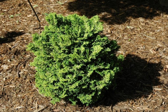 Hinoki False Cypress Golden Fairy