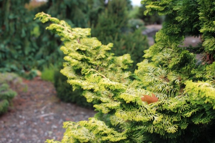 Hinoki False Cypress Golden Pillar