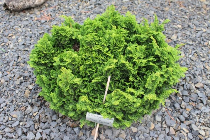Hinoki False Cypress Green Cushion