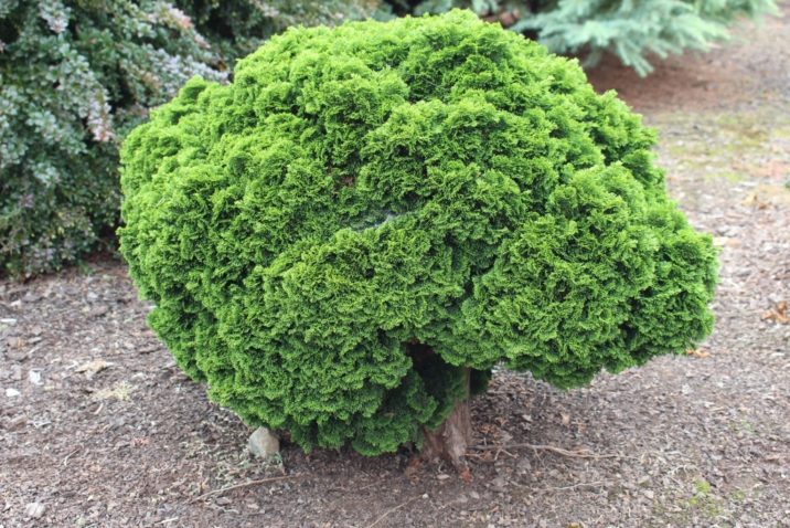 Hinoki False Cypress Juniperoides