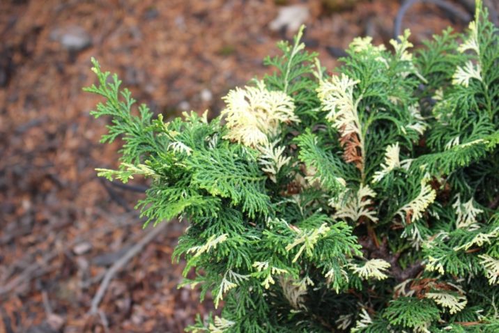 Hinoki False Cypress Moonshine