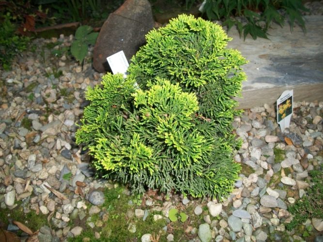 Hinoki False Cypress Rainbow