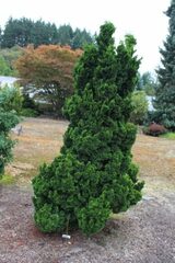 Hinoki False Cypress 'Rezek'