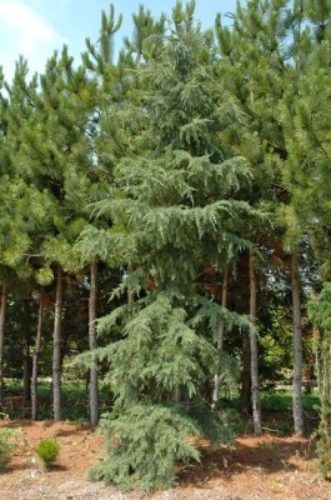 Deodar Cedar, Himalayan Cedar Polar Winter