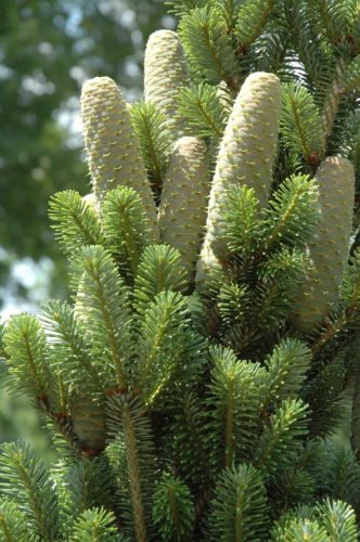European Silver Fir, Swiss Pine Pyramidalis