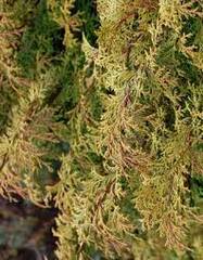 Sawara False Cypress, Boulevard Cypress, Blue Moss Cypress 'Plumosa Aurescens'