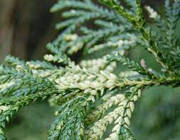 Hiba Arborvitae, Japanese Hiba Cypress Aurea