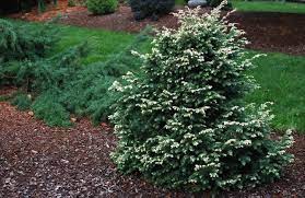 Tsuga, Canadian Hemlock, Eastern Hemlock Betty Rose