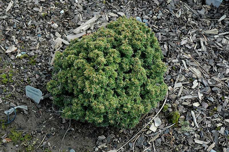 Canadian Hemlock, Eastern Hemlock Abbotts Pygmy