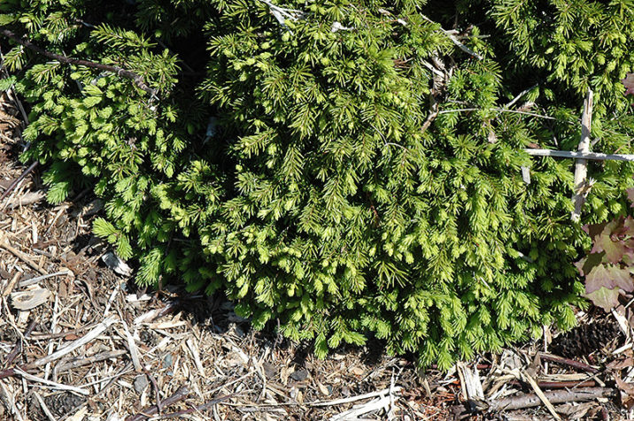 Norway Spruce Minutifolia