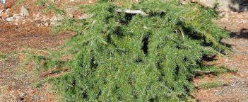 Deodar Cedar, Himalayan Cedar Repandens
