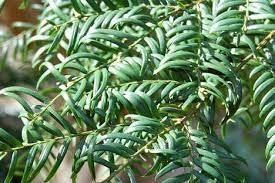 Himalayan Yew, nan fang hong dou shan