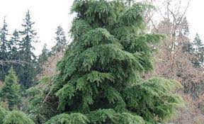 Carolina Hemlock Arnold Pyramid