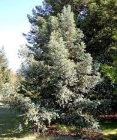 Sequoia, Coast Redwood Henderson Blue