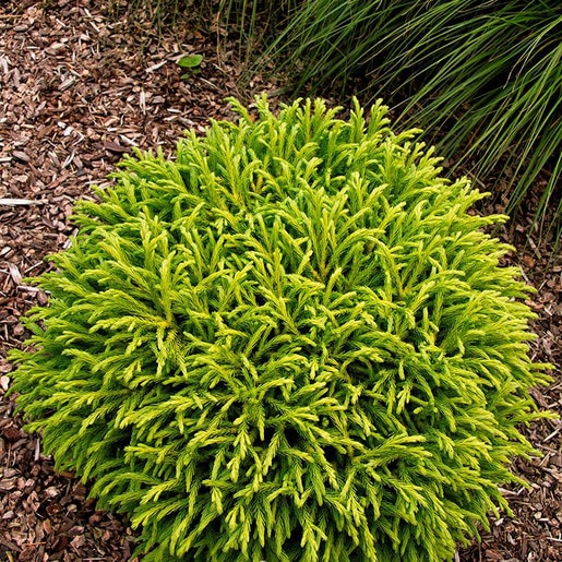 Japanese Cedar Nana