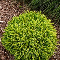 Japanese Cedar 'Nana'