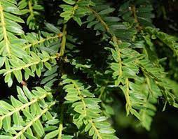 Yew, English Yew Adpressa