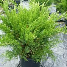 Chinese Juniper Monlep