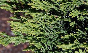 Savin Juniper Tam No Blight