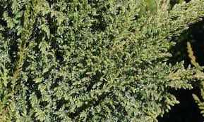 Flaky Juniper, Single-seed Juniper Loderi