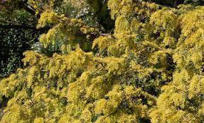 Yew, English Yew Adpressa Variegata