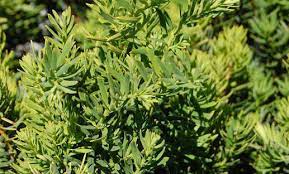 Anglojap Yew Dark Green Spreader