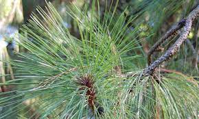 Coopers Pine, Pino de Cooper