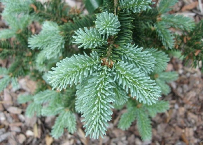 Balsam Fir Tyler Blue