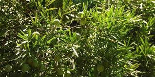 Yellowwood, Afrocarpus