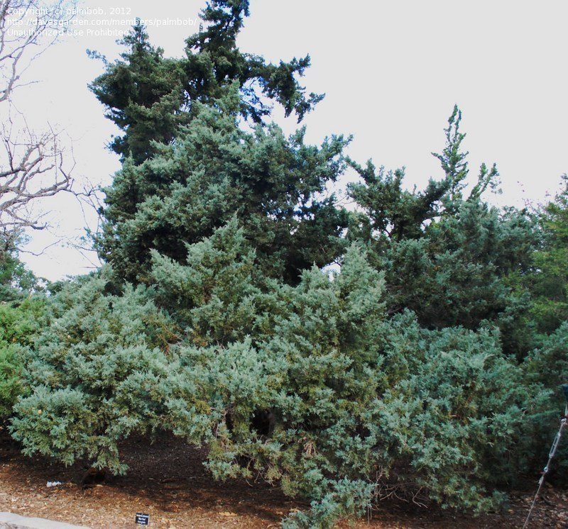 Parsons Juniper, Dahurian Juniper Expansa