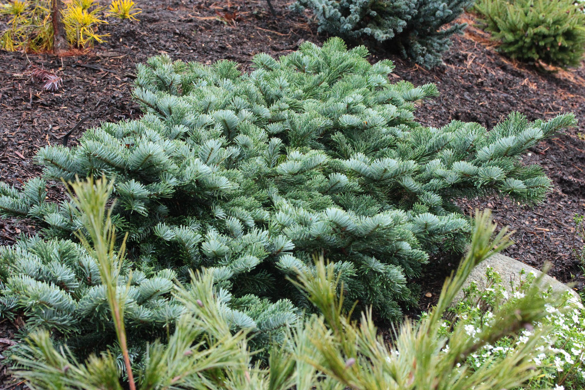 Pacific Silver Fir, Red Fir, Beautiful Fir Spreading Star