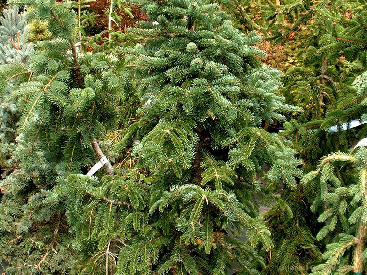 Weeping Balsam Fir Weeping Larry