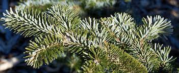 Fraser Fir, Southern Balsam Fir, Southern Fir Fastigiata Compacta