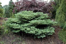 Korean Fir Blauer Pfiff