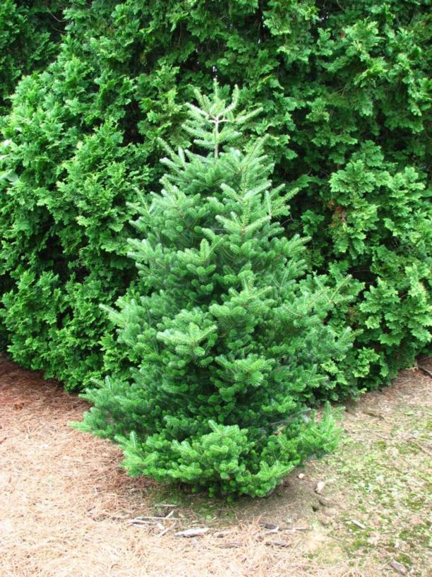 Korean Fir Freudenberg