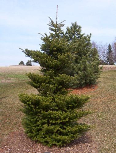 Korean Fir Nanaimo