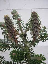 Korean Fir Wustemeyer