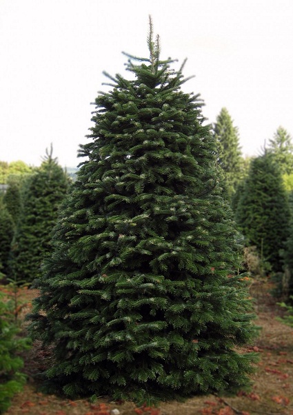 Caucasian Fir, Nordmann Fir, Nordmans Fir Berlin