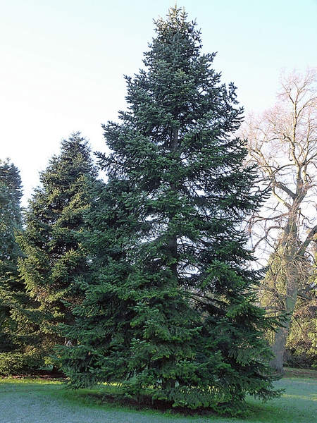 Caucasian Fir, Nordmann Fir, Nordmans Fir Hunnewell