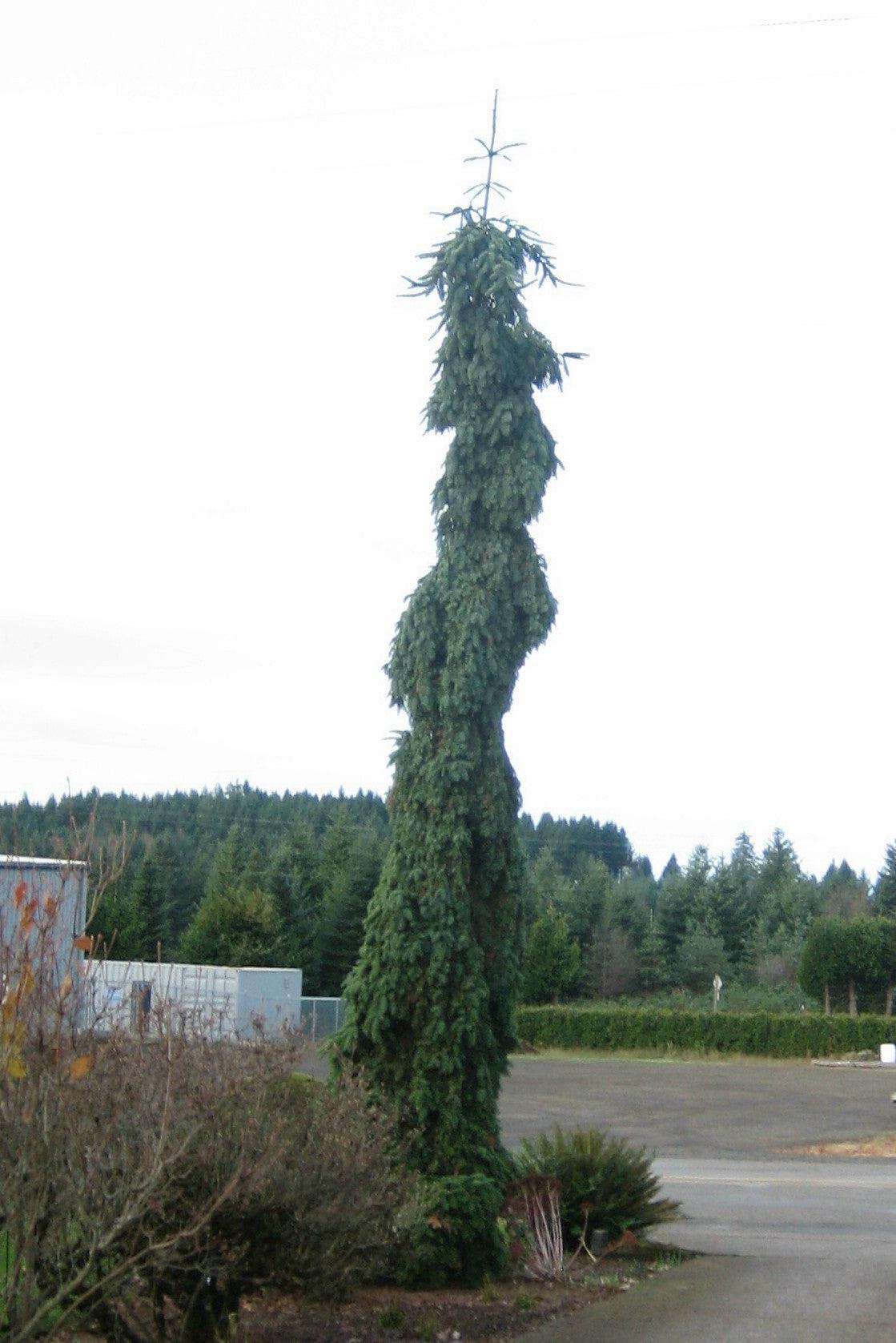 Noble Fir Delbar Cascade