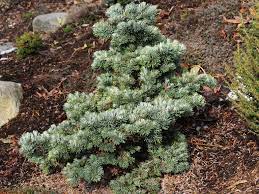 Veitch Fir, Veitchs Fir, Christmastree, Veitchs Silver Fir Rumburk